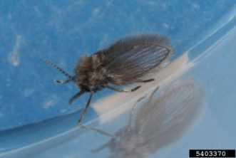Drain fly (Psychoda phalaenoides) ©Joseph Berger, Bugwood.org 