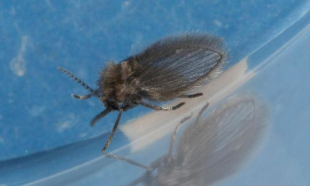 Moth/Drain Flies