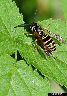 Eastern Yellowjacket (Vespula maculifrons) © Jon Yuschock, Bugwood.org 