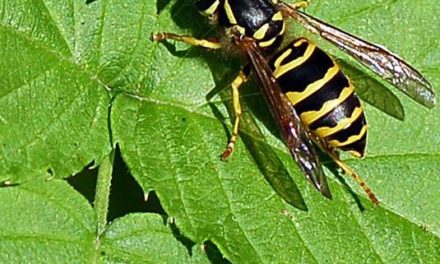 Yellowjackets