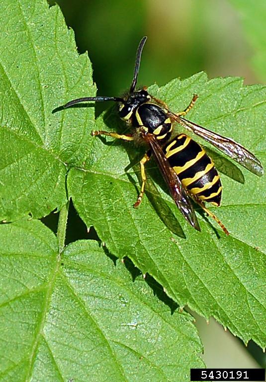 Yellow Jackets In Basement - 10 Strategies To Get Rid Of Yellow Jackets | iGetRid - Sometimes bees take up residency in the basement wall or ceiling.
