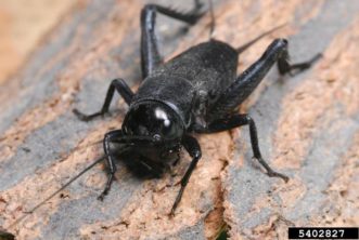 Field cricket (Gryllus pennsylvanicus) ©Joseph Berger, Bugwood.org 