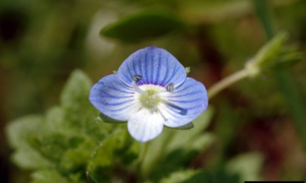 Weeds as Indicators