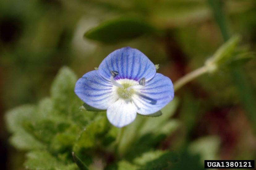 Field speedwell