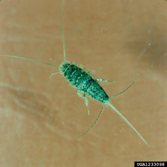 Firebrat (Thermobia domestica) ©Clemson University - USDA Cooperative Extension Slide Series, Bugwood.org