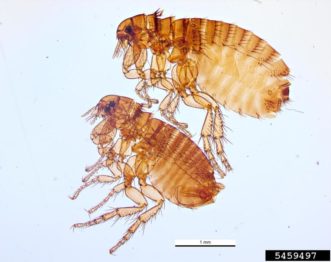 Dog Flea (Ctenocephalides canis) ©Pest and Diseases Image Library, Bugwood.org 