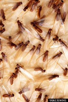 formosan subterranean termite (Coptotermes formosanus) ©Scott Bauer, USDA Agricultural Research Service, Bugwood.org 