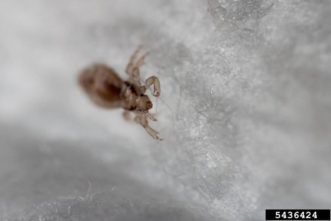 Head lice (Pediculus humanus capitis) © Dani Barchana, Bugwood.org 