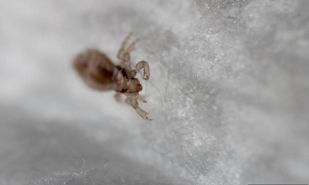 Head Lice