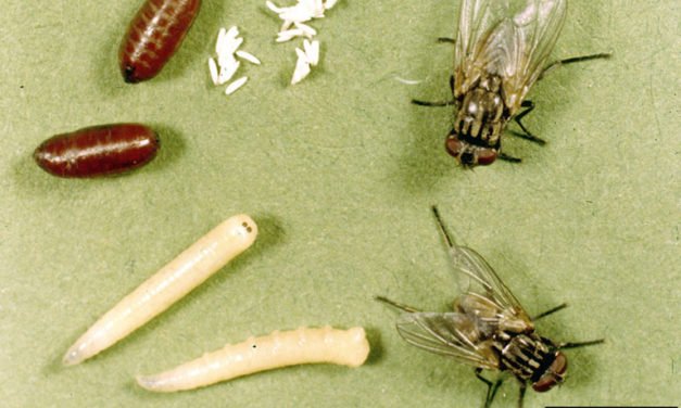 Nuisance Flies