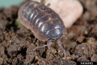 pill bug (Armadillidium vulgare) ©Joseph Berger, Bugwood.org 
