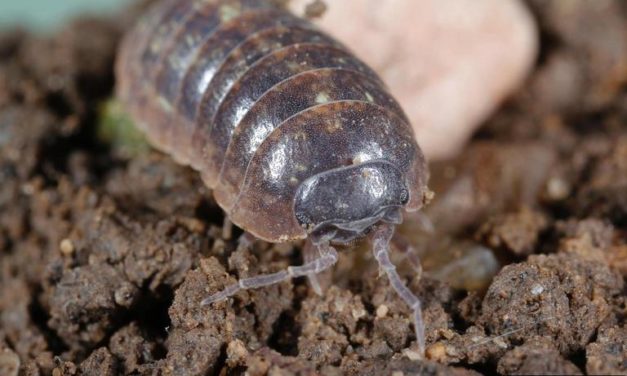 Sowbugs & Pillbugs