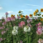Grow a Cutting Garden