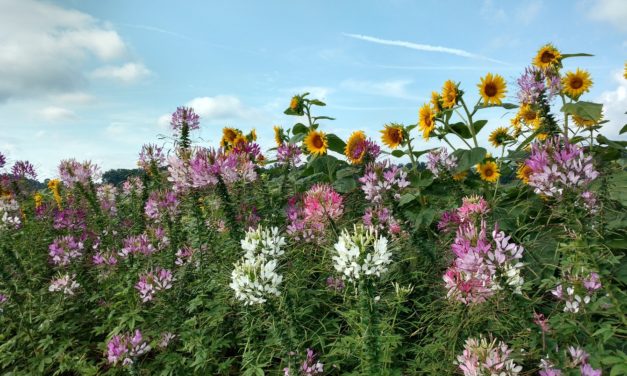 Grow a Cutting Garden
