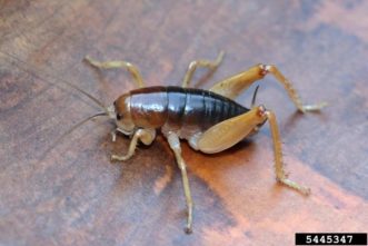 Camel Crickets ©Whitney Cranshaw, Colorado State University, Bugwood.org 