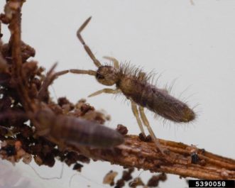 springtail (Entomobrya unostrigata) ©Joseph Berger, Bugwood.org