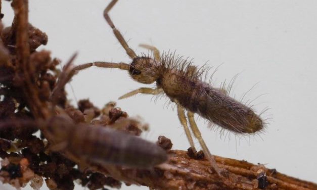 Springtails