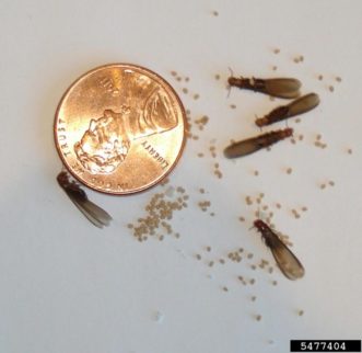 Drywood Termites ©Mohammed El Damir, Bugwood.org 