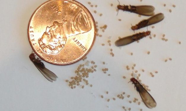 Drywood Termites