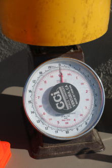 This scale has been tared for the weight of the bucket and now reads “0”.