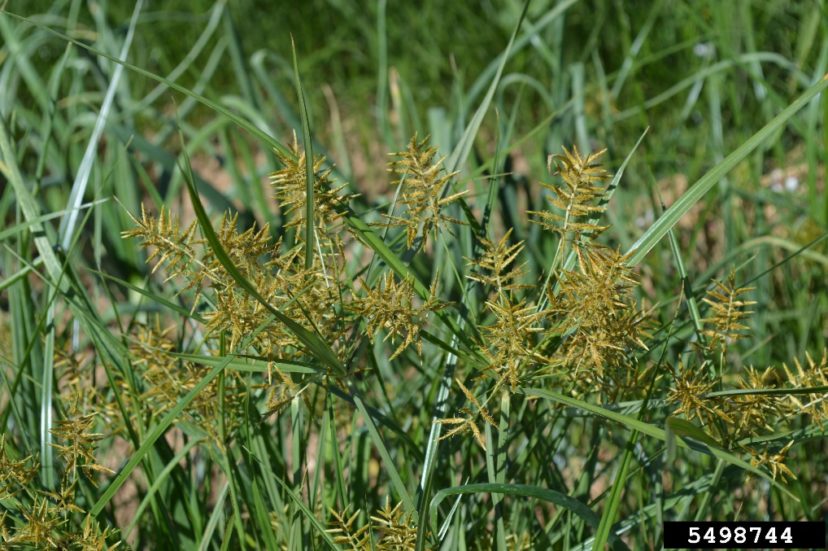 Yellow nutsedge