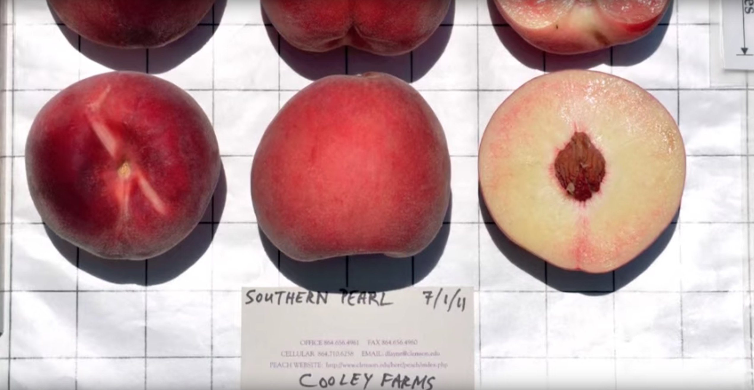 When Is Peach Season In The South?