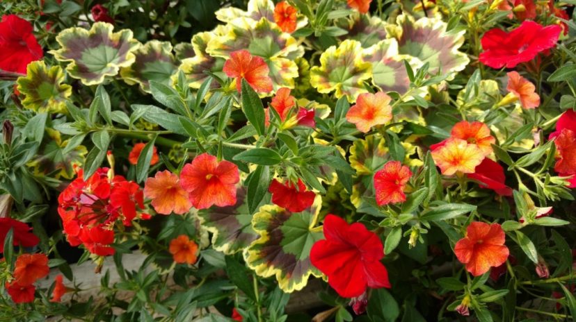Analogous colors, such as red, orange, and yellow, create a harmonious design.