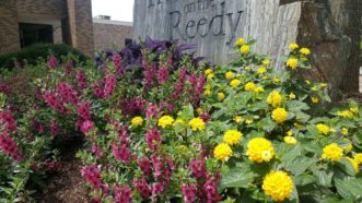 Complimentary colors, such as purple and yellow, create a vibrant effect in the garden.