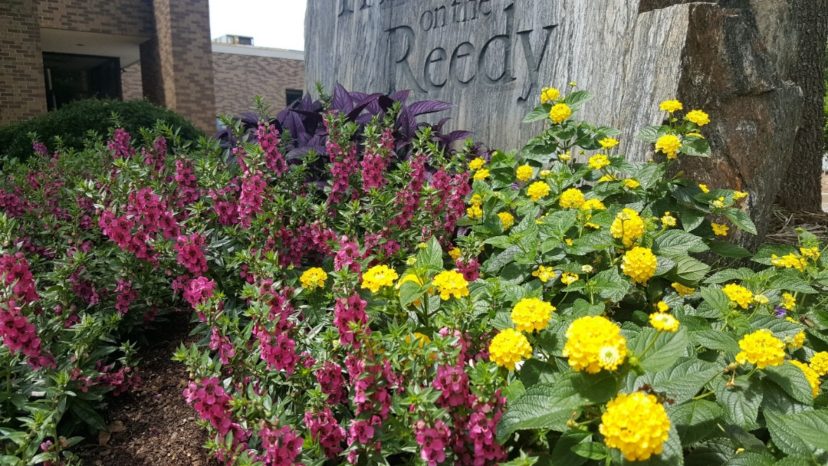 Complimentary colors, such as purple and yellow, create a vibrant effect in the garden.