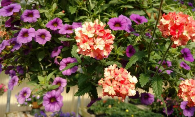 Spice Up Your Landscape with Annual Color