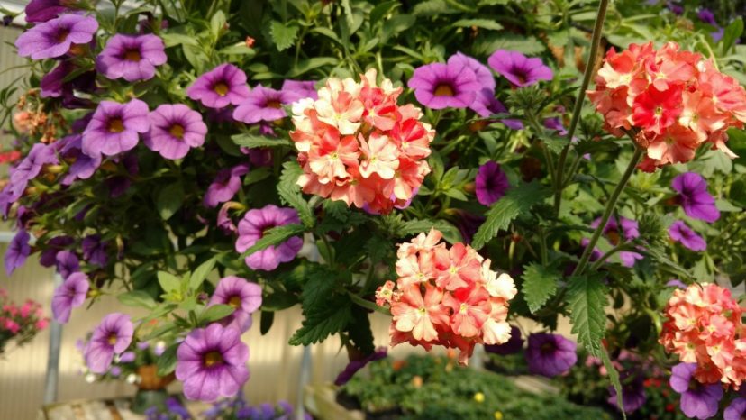 Purple, orange, and green create a color triad design.