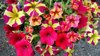 Reds, oranges, and yellows are bright warm colors are best used in bright sunlight.
