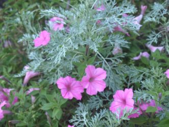 The use of silver plants harmonizes with and softens many flower colors.