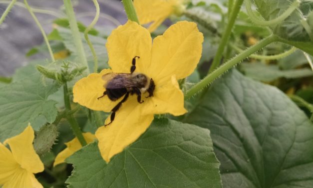 Beneficial Garden Insects