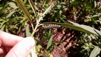A monarch butterfly caterpillar (Danaus plexippus) feeding on milkweed (Asclepias sp.).