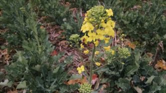 A honey bee (Apis melifera) foraging on canola flowers (Brassica napus).