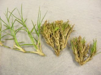 Figure 1. Undamaged bermudagrass is shown on the left, while the bermudagrass on the right shows witch’s broom symptoms characteristic of bermudagrass mite (Eriophyes cynodoniensis) feeding.