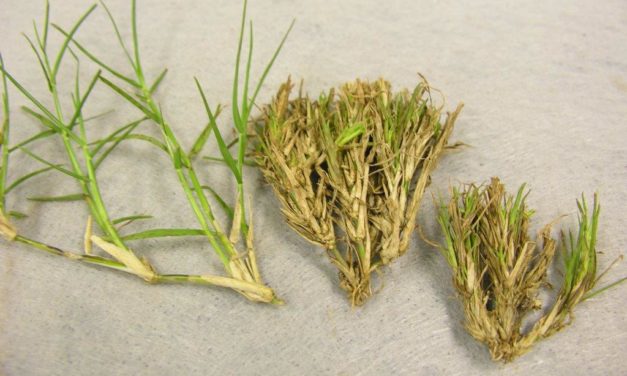 Bermudagrass Mite
