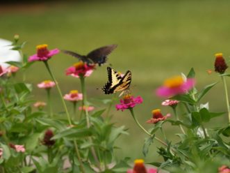 Male and females of the Eastern Tiger Swallowtail (Papilio glaucus) can easily spot one another for potential mating among open areas of flowers and vegetation.