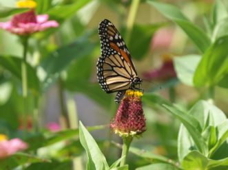 Monarch butterflies (Danaus plexippus) in Eastern North America migrate to an overwintering home in the Sierra Madres Mountains of Mexico.