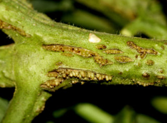 There may be the appearance of adventitious roots that erupt from the main stems of tomato plants infected with tomato pith necrosis.