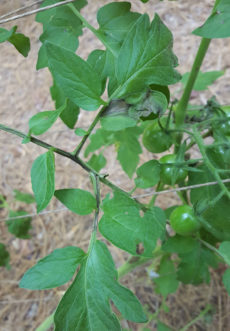 The necrotic stem lesions develop into bands that extend several inches up and down the stem from the point of infection. After extending onto leaf petioles, necrotic areas appear on the leaf blades. Eventually, entire leaves will wither.