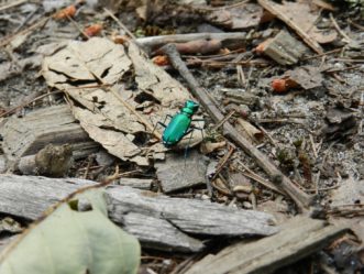 Six spotted tiger beetle (Cicindela sexguttata) hunting for prey.