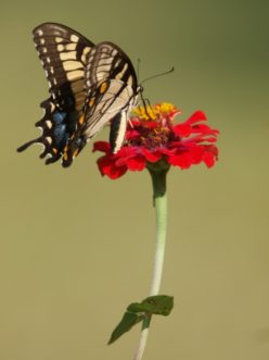 The Eastern Tiger Swallowtail (Papilio glaucus) is South Carolina’s state butterfly. Male form pictured.