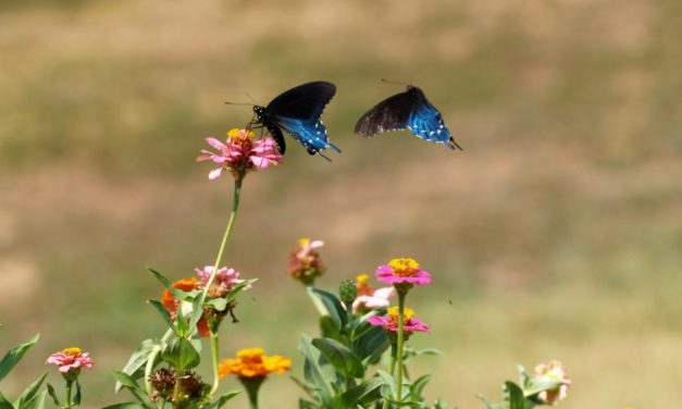 Butterflies of South Carolina