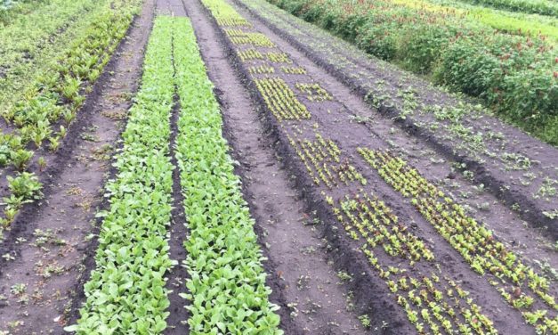 Planning for Fall Gardening Success…NOW