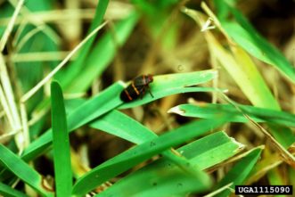 Adult spittlebugs may feed on grasses. This results in chlorotic stippling of the blades.