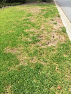 “Chinch bug damage is often more severe in areas of the lawn that are exposed to more heat stress, such as near roadways, driveways, or sidewalks.”