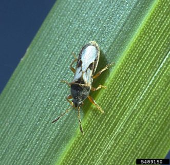 Full winged adult on St. Augustine grass blade.