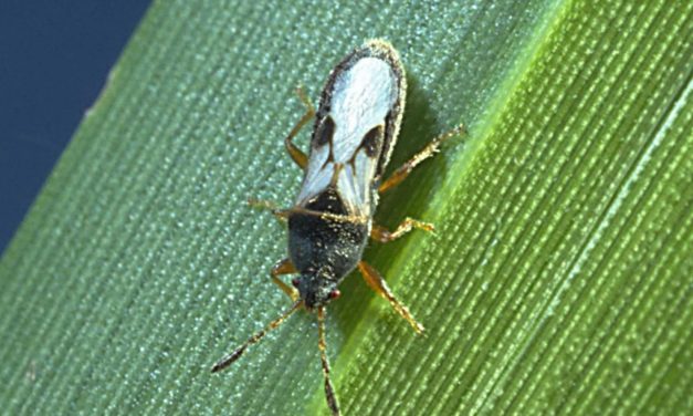 Chinch Bugs